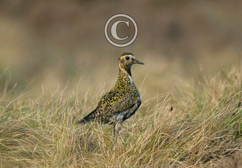 Golden Plover DM0992 (2)